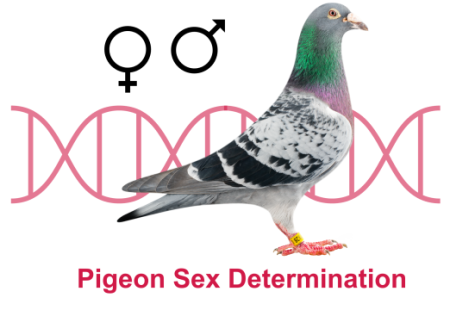Pigeon Sex Determination